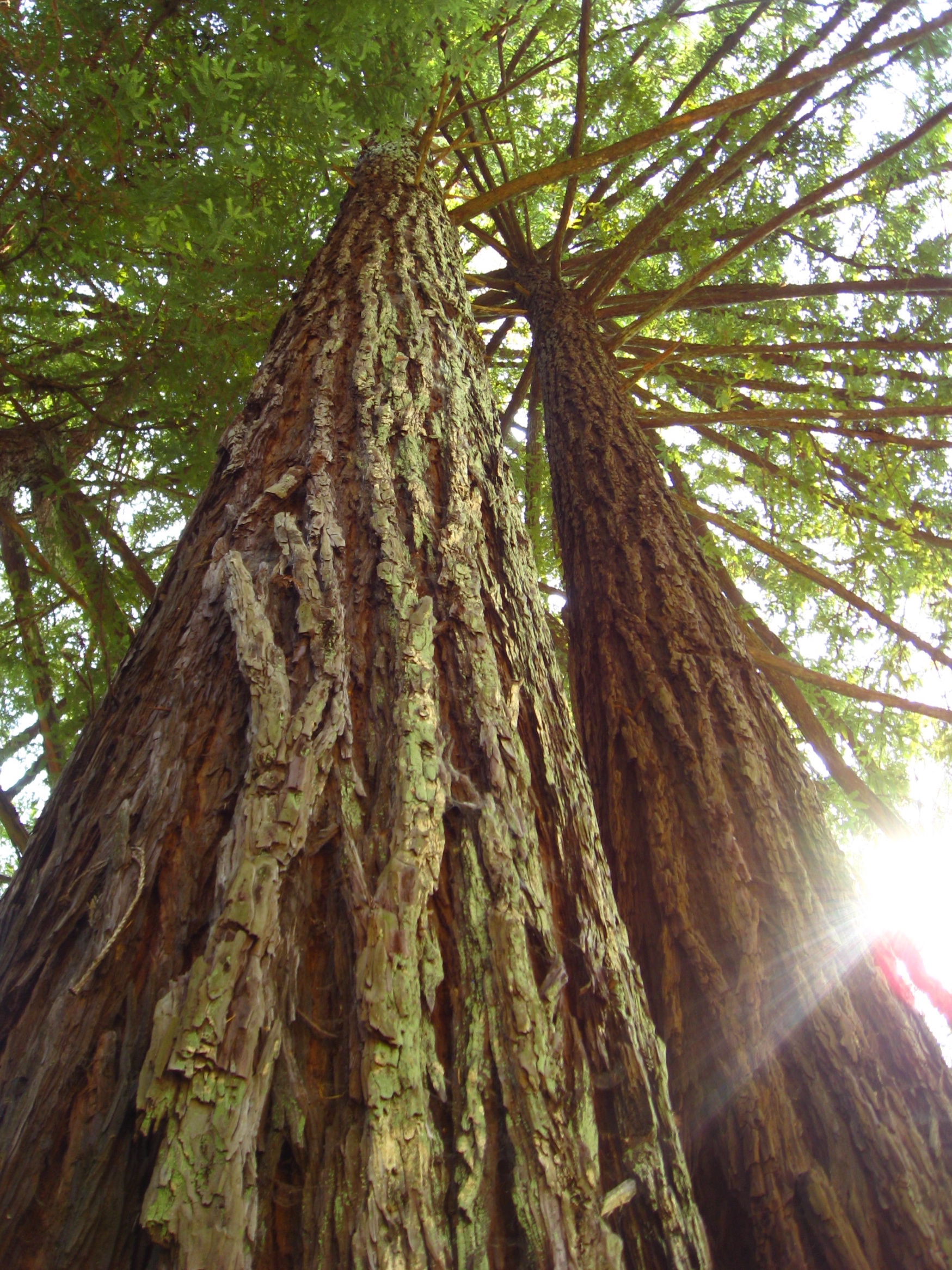 towering redwoods Cryonics Hash trees Merkle trees Singularity university Nanotechnology Ralph Merkle Robert Ettinger