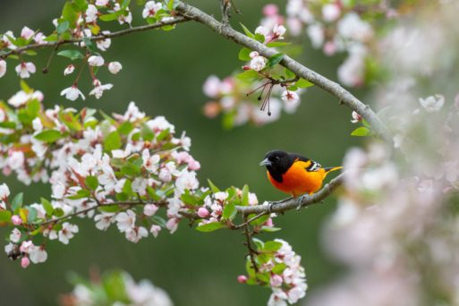 oriole in a tree with flowers