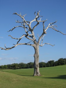 The Villages Florida, dead tree, dead tree pictures, the dead trees tree dead, a dead tree old dead tree 