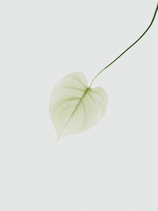 a single green leaf on a white baackground