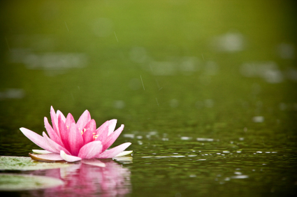 a lily pad with a flower in the water