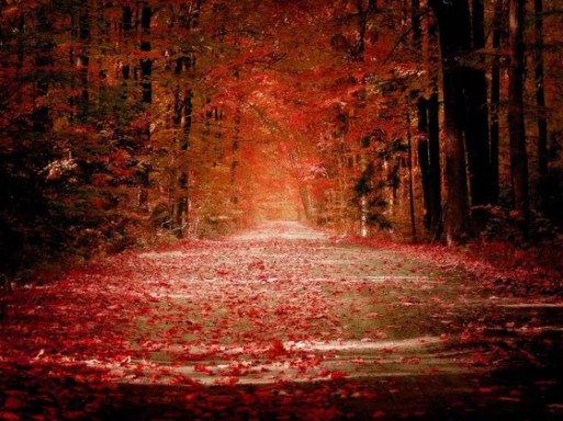 red leaves on a forest road