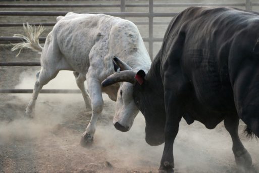 bulls fighting life vs death