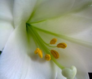Easter Lily, Happy Easter, Rebirth, Resurrection, Celebration of Life, Loss