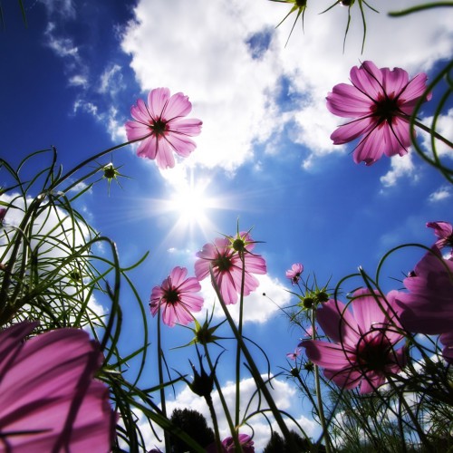 low angle picture of flowers looking up at the sky