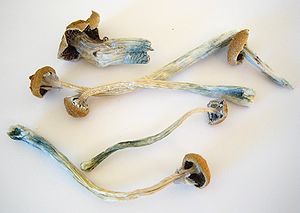 magic mushrooms, psilocybin, psychedelics, end-of-life, psychology, treatment, research
