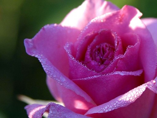close up photo of a pink rose 