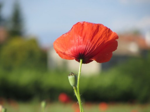A poppy in front of a house