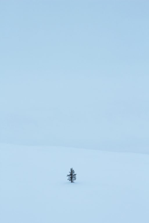 a small tree alone in the snow 