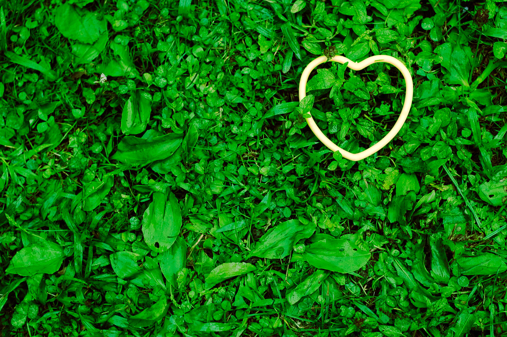heart, grass, green grass, end-of-life, compassion, assisted dying, healthcare