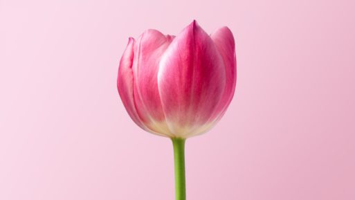 tulip on a pink background