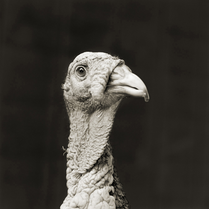 elderly turkey, Isa Leshko