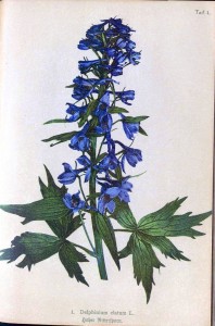 Delphinium means The ability to transcend space and time