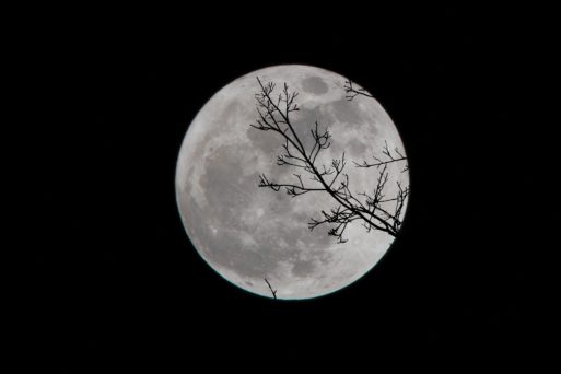 moon with a branch in front of it 