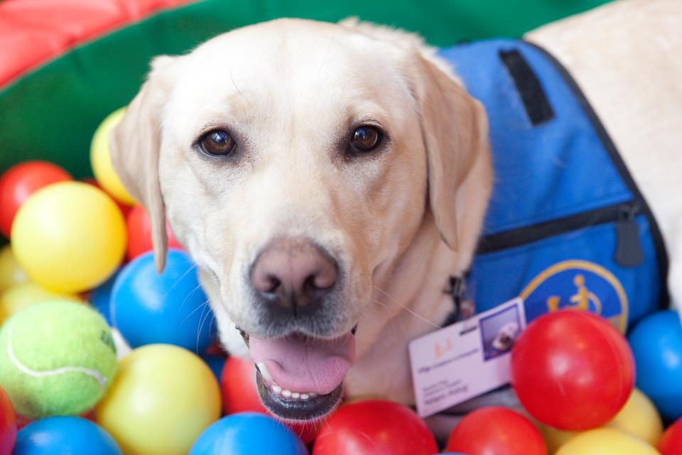 Canine Companion for Independence Nilani