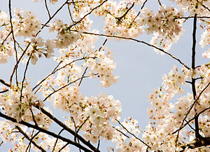 300px-CherryBlossoms