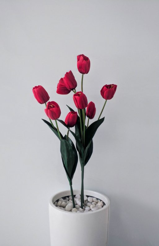 red tulips in a white vase