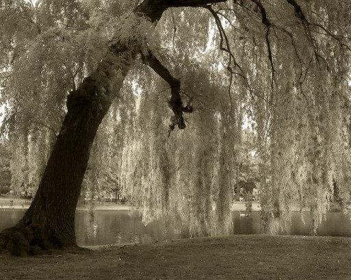 weeping_willow_medium weeping willow trees