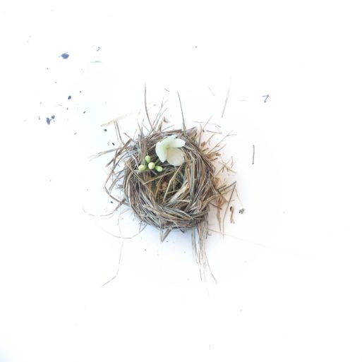 birds nest in front of a white background