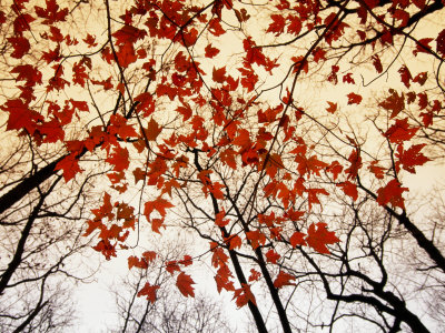 Fall-maple-leaves---