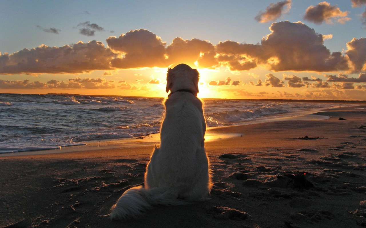 wise dog gaze at sunset