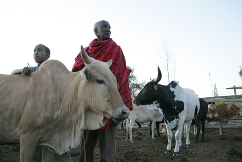 A Maasai father and son tending to cattle