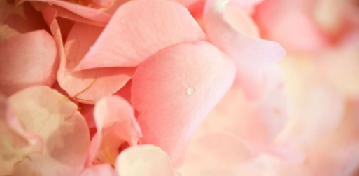 rose petals, pink petals, pink flowers, roses, damp flowers, petals, flower petals, pink flowers