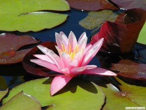 Water Lily symbolizing hope