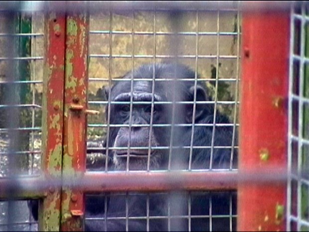 chimp-Southport-Zoo-CAPS-620x465-1