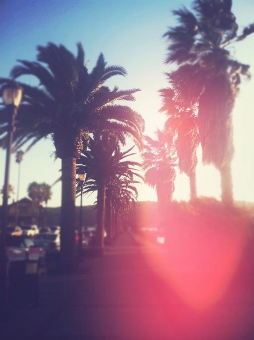 guided imagery, california sunset, california palm tree, palm tree, sunset