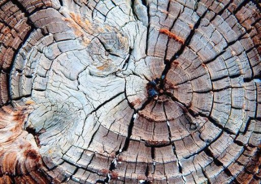 growth rings, tree rings, old tree, inside of tree, big tree, close up tree, tree detail