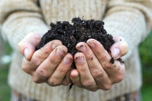 Hands holding compost that can be made from the decomposed bodies of the dead