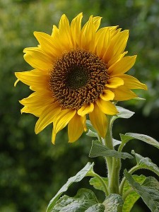 Sunflower for Mental Hygiene