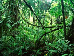 ayahuasca in the amazon jungle