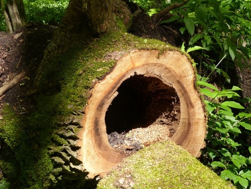 hollowed out tree trunk burial
