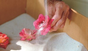 041103022_cleaning_dried_flower_lg-300x174