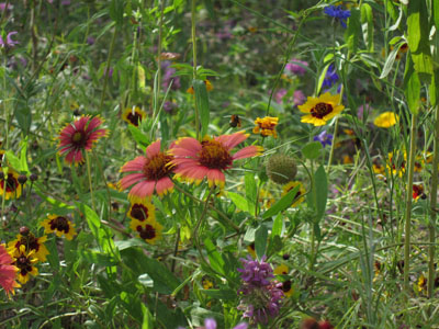 wildflowers on graves of Eloise Woods Burial Park