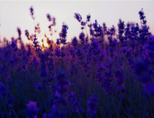 Lavender-Field