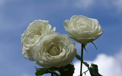 Beautiful-White-Rose-Flowers-Pictures2