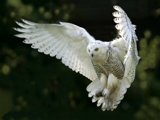Snowy owl in mid-flight 