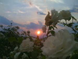 White rose at sunset of someones life