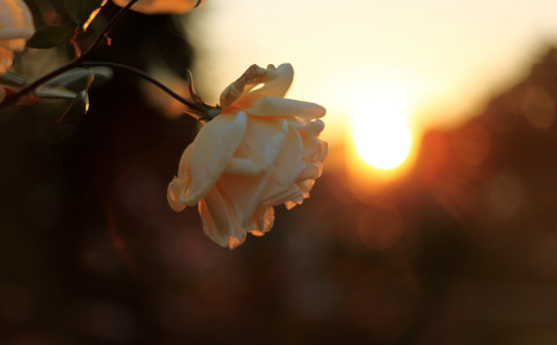 A yellow rose at sunset on his death