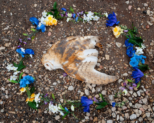 An owl burial