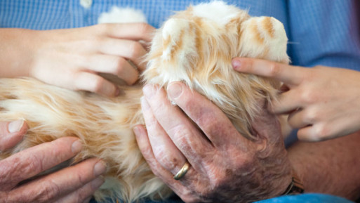 Robotic cat being held by an aging person