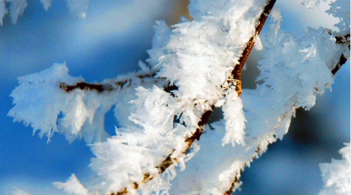 Closeup of snow on a branch to look at life in a new way