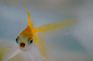 Goldfish gasping for breath while dying