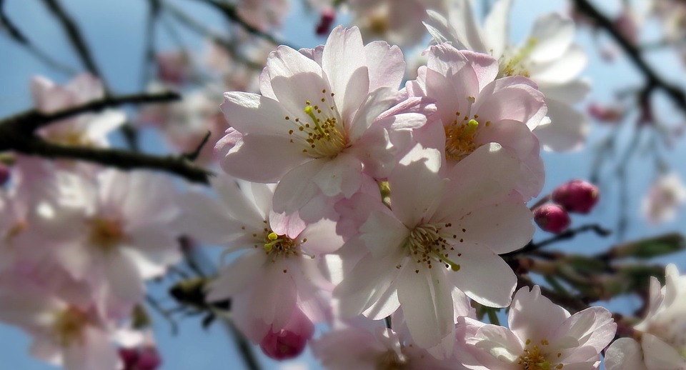 closeup photo of pink flowers