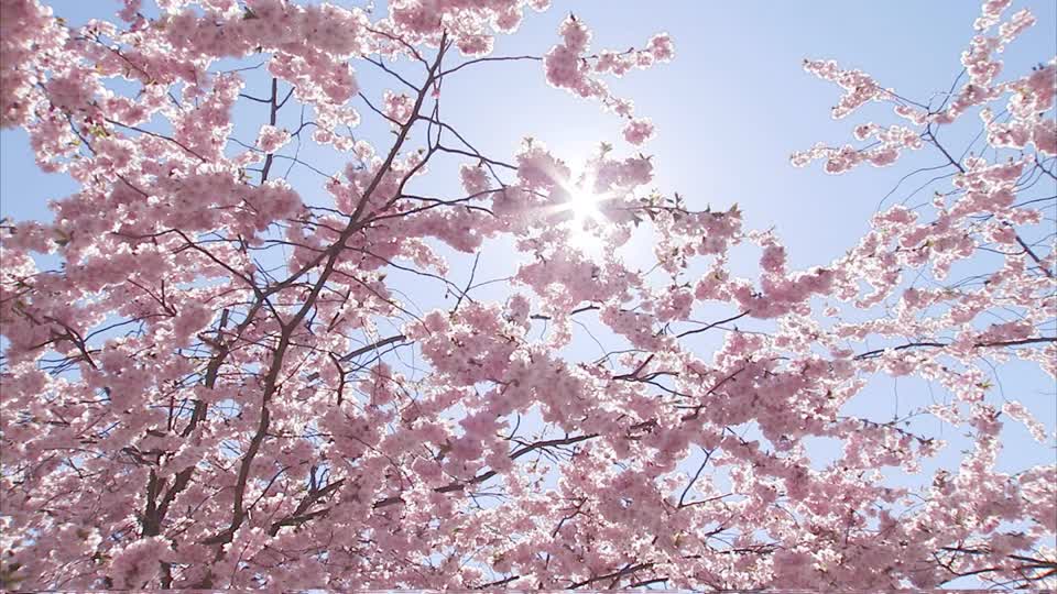 Pink blossoms under a blue sky