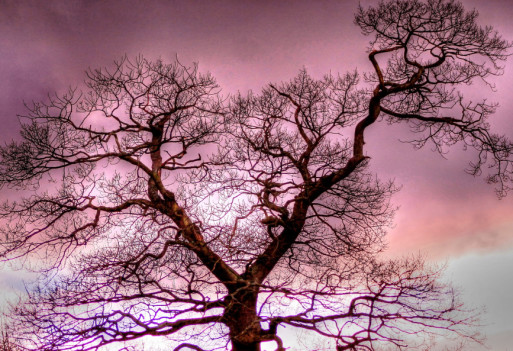 bare tree under gathering clouds