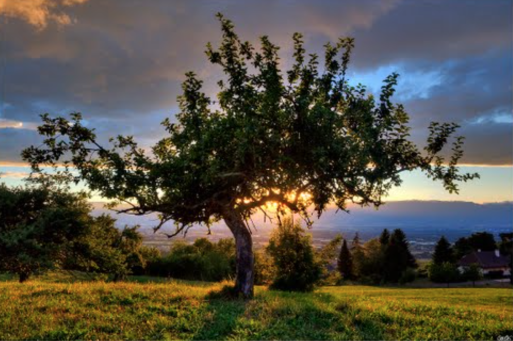 Apple tree at sunset to signify the end of life